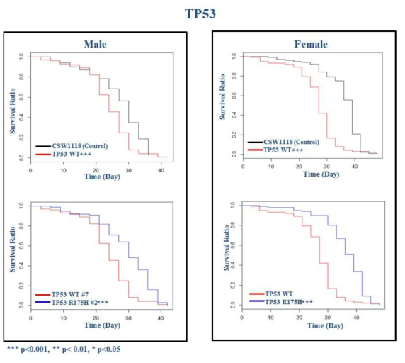 TP53 유전자이식 초파리 발암모델에서 초파리 생존율 확인