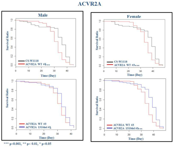 ACVR2A 유전자이식 초파리 발암모델에서 초파리 생존율 확인