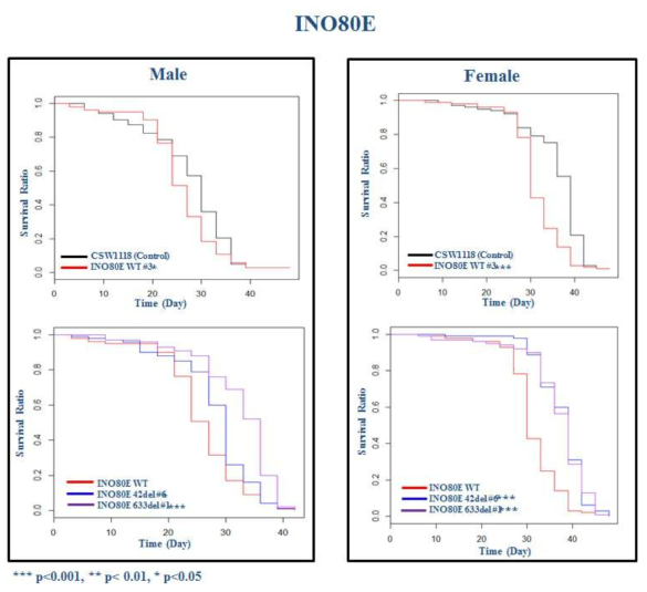 INO80E 유전자이식 초파리 발암모델에서 초파리 생존율 확인