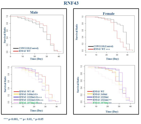 RNF43 유전자이식 초파리 발암모델에서 초파리 생존율 확인