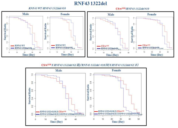 RNF43 1322 deletion mutant 초파리 발암모델에서 초파리 생존율 확인