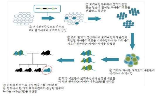 CRISPR/Cas9 시스템을 이용한 녹아웃 마우스 제작 과정의 모식도