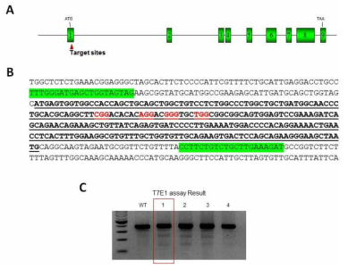 CRISPR/Cas9 시스템을 이용한 마우스 Rnf 유전자의 유전체 편집