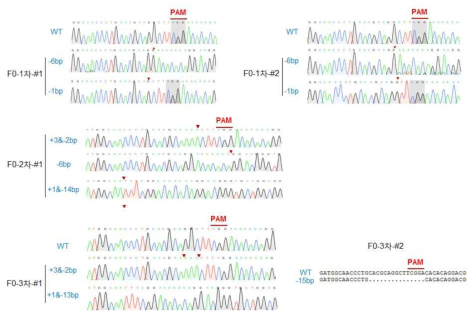 Rnf 녹아웃마우스 F0세대의 클로닝 과정을 거친 2차 유전자형분석