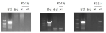 Rnf 녹아웃마우스 F0세대에서 표적벡터의 인공적인 유전체 삽입여부를 확인
