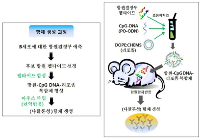 항원펩타이드-CpG DNA-리포좀 복합체를 이용한 항체제작 과정의 모식도