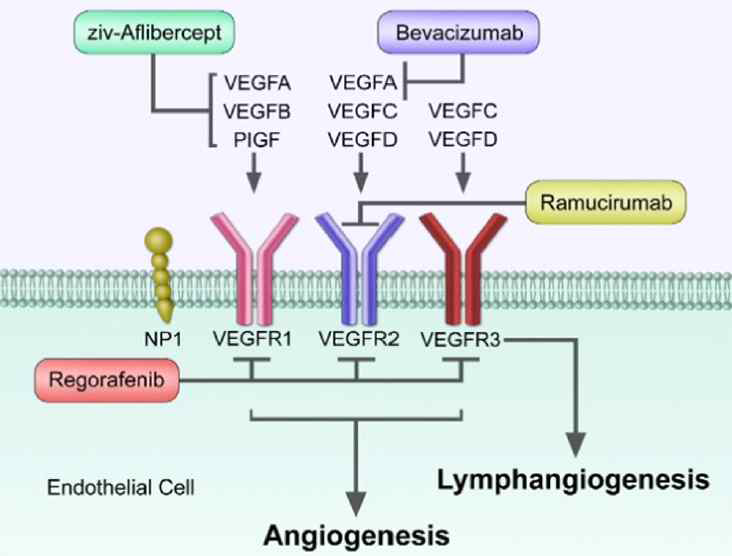 Mechanism of action of antiangiogenic agents for the treatment of metastatic colorectal cancer.