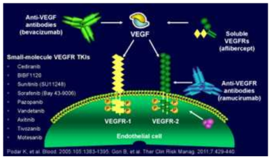 VEGF 및 VEGFR 억제제의 작용기전