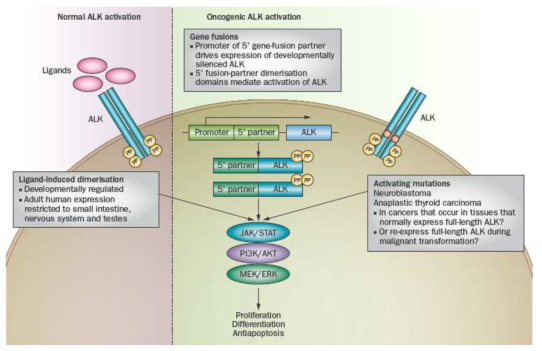Tyrosine kinase fusion protein 중 본 연구목표인 ALK fusion protein의 활성화 기전: 정상 세포에서는 ligand에 의한 dimerization에 의하여 활성화가 되지만, ALK positive cancer에서는 fusion partner의 promoter에 의하여 발현되지 않는 세포에서 발현 되어 proliferation, PI3K/AKT, MEK/ERK pathway에 영향을 끼쳐서 cancer화 시킬 것으 로 생각됨