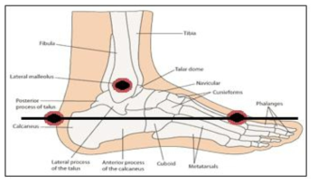 Ankle 마커 위치