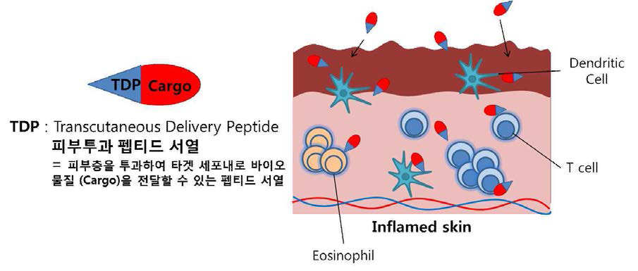 TDP의 아토피 피부염 치료제로서 적용 가능성 및 개괄적 모식도