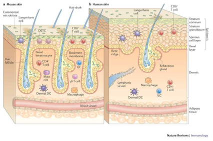 사람과 쥐의 피부조직 및 구성세포