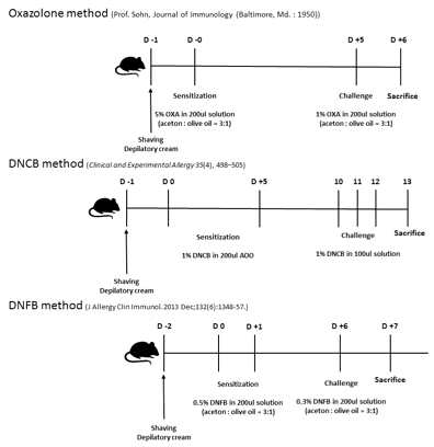oxazolone, DNCB, DNFB 유도 접촉성 피부염 동물 모델