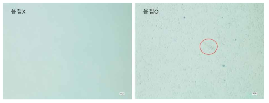 H5N1 항원 및 2-25 Aptamer 적용 응집 시험 결과 (약 20㎛ 크기로 응집)