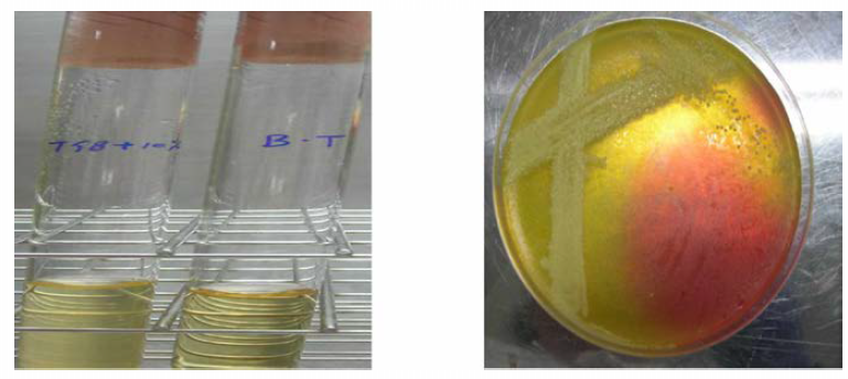 황색포도상구군(Staphylococcus aureus) 증균 및 분리 배양(10% NaCl TSB, MSA)