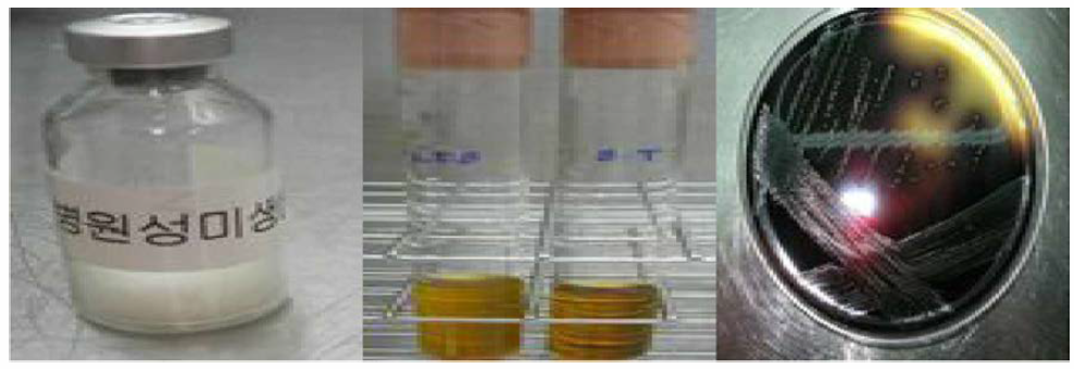 리스테리아균(Listeria monicytogenes) 증균 및 분리 배양