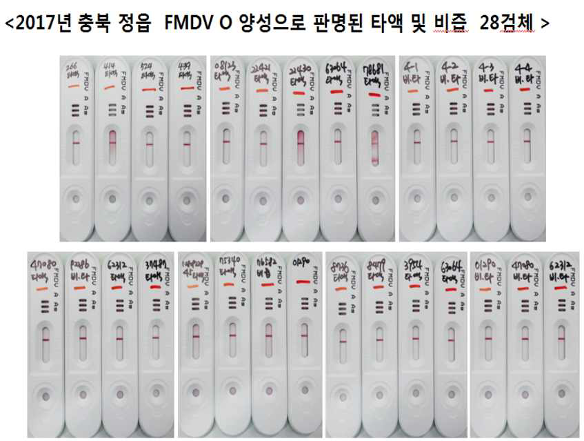 2017년 2월 발생 FMDV O serotype 양성으로 판명된 타액 및 비즙 28검체에 대해 (rRT-PCR 모두 양성) 대해 선정된 FMDV A serotype rapid kit 타액에서의 비특이 반응 조사 결과