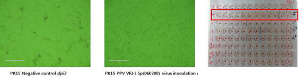 PPV VRI-I의 PK-15에 배양 후 세포변성효과 (CPE) 확인 및 HA 역가 측정