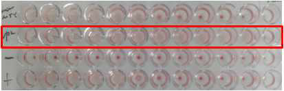 곤충 세포 접종 후 cell lysate를 이용한 파보 HA 역가 측정