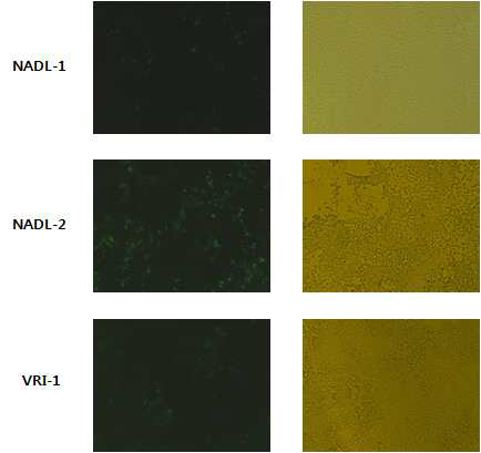 NADL 1/2 바이러스 PK15세포 접종 후 CPE 관찰 및 IFA를 이용한 염색