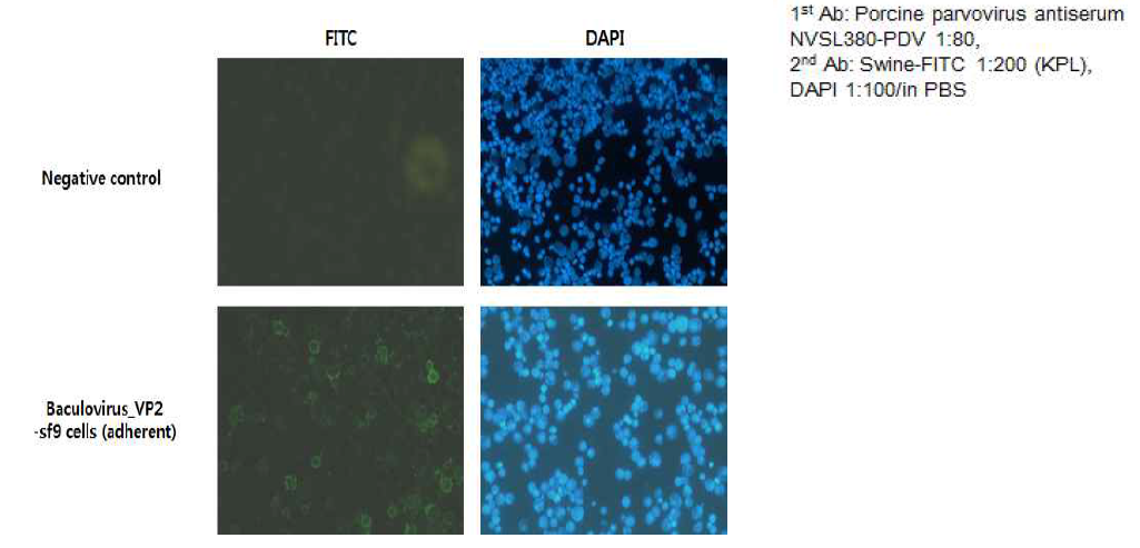Indirect fluorescence assay (IFA) -Baculovirus PPV VRI-I VP2 in SF9 cells