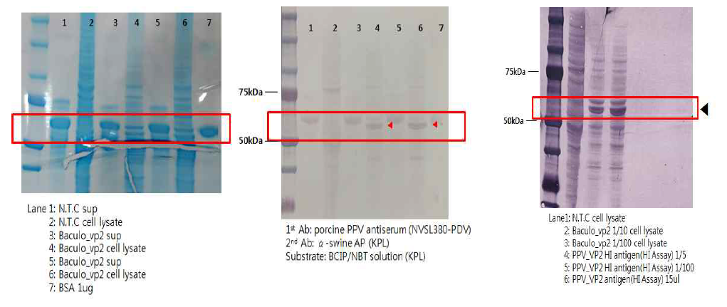 Western blot for Baculovirus VRI-I VP2 expression
