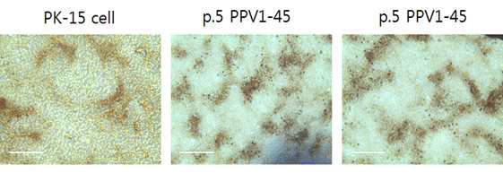 바이러스 PK15세포 접종 후 CPE 관찰 및 anti-PPV mab를 세포화학 면역 염색