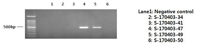 PK-15 세포에 접종 후 2대 계대 후 PCR을 이용한 PPV 유전자(VP2) 확인
