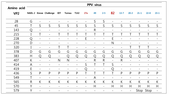 돼지파보바이러스 분리주와 VP2 단백질 분석