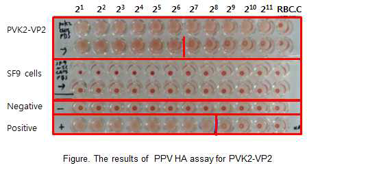 곤충 세포 접종 후 cell lysate를 이용한 파보 HA 역가 측정