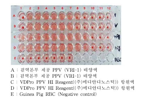 HA(Hamagglutination Assay)를 이용한 PPV VRI-I 주의 혈구응집능 확인