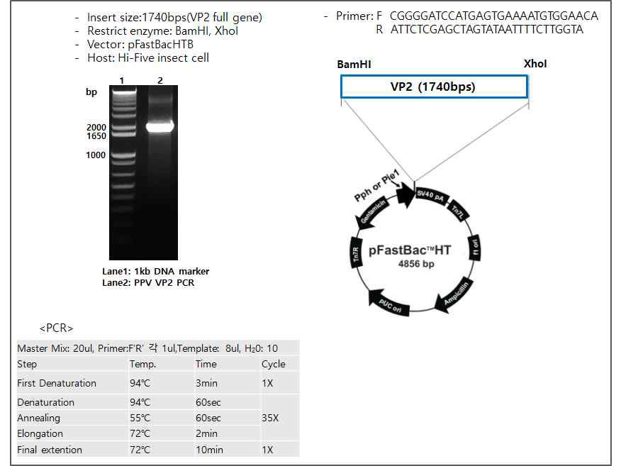 PPV VP2 유전자 증폭 및 clone 작성, pFastBac HT vector