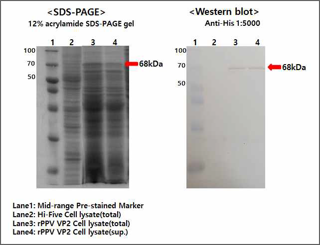 PPV VP2 단백질 발현