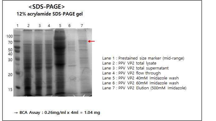 PPV VP2 단백질 정제