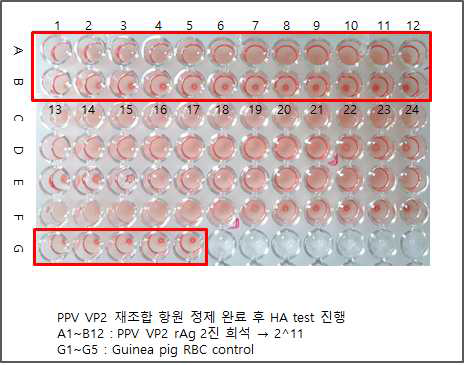 정제된 재조합 VP2 단백질의 혈구응집능 평가, 211HAU 확인
