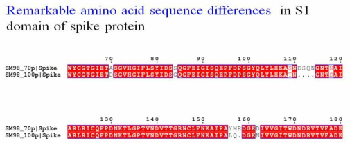 100대까지 계대한 SM98 strain의 일부 S1 gene의 단백질 비교