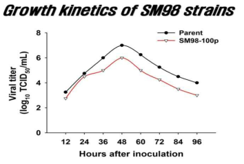 70대 및 100대 계대한 SM98 strain의 시간대별 증식능 조사