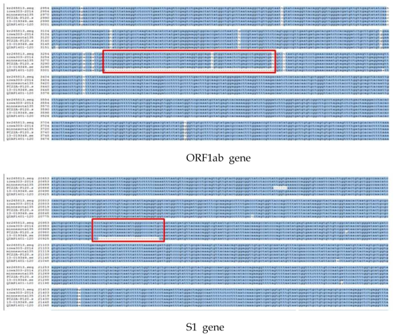 QIAP1401-120P의 ORF1ab 및 S1 gene에서 결손부위 확인