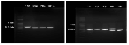 ORF1ab gene의 결손되는 계대수를 확인하기위한 RT=PCR