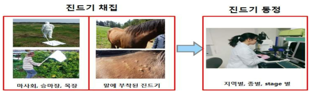 매개체 진드기 시료확보 및 종 동정 방법