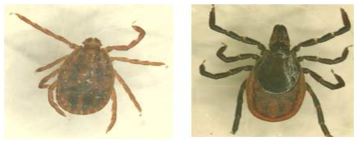 분류된 진드기 종 동정 (A) Haemaphysalis longicornis; (B) Ixodes nipponensis