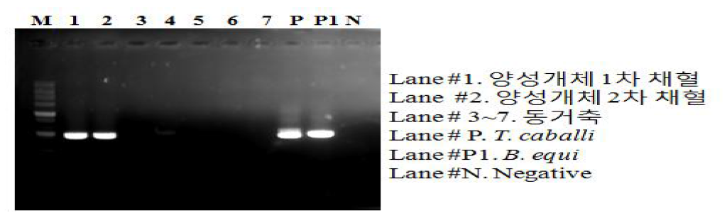 OIE PCR진단법을 이용한 2016년 양성개체 PCR 결과