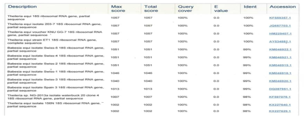 말 파이로플라즈마 양성개체 염기서열분석에 대한 BLAST 결과