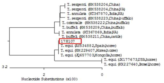 2016년 말 파이로플라즈마 양성개체 염기서열분석에 대한 Phylogenetic tree