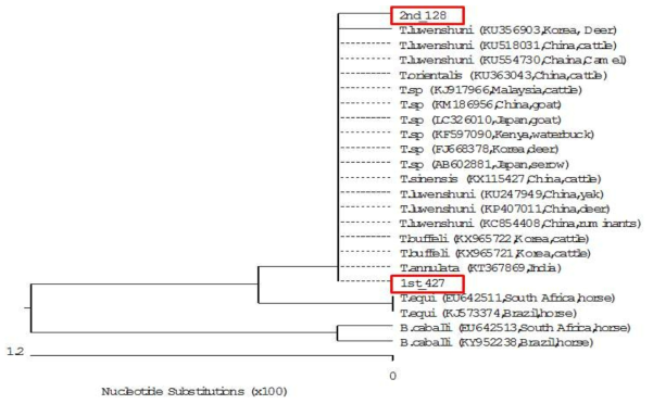 2017년 확인된 Theileria spp. 2주의 염기서열분석에 대한 Phylogenetic tree