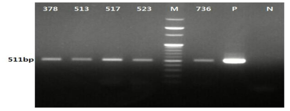 2017년 확인된 말 진드기내 A. phagocytophilum 항원 PCR 양성 결과