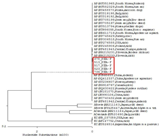 2017년 확인된 말 진드기내 A. phagocytophilum의 Phylogenetic tree