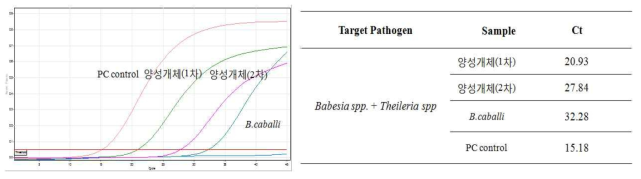 말 파이로플라즈마증 양성개체에 대한 바베시아/타이레리아 스크리닝 실시간 유전자진단법 적용 결과