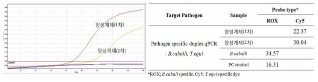 말 파이로플라즈마증 양성개체에 대한 Bc/Te duplex qPCR 적용 결과