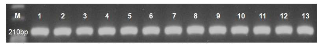 BAb-RB51 유전자에서 선택된 특이 감별부위 증폭산물